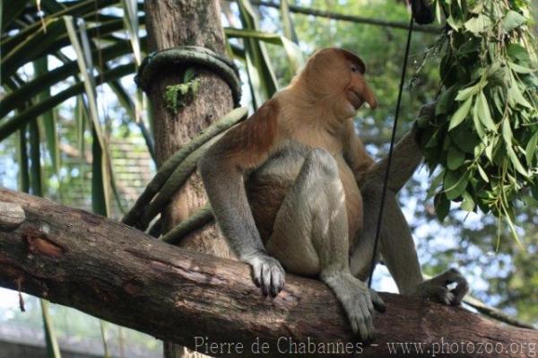 Proboscis monkey