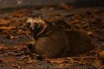 Hokkaido raccoon dog