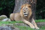 East-African (Nubian) lion