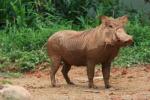 Desert warthog