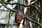 Large flying-fox