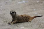 Slender-tailed meerkat