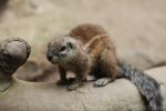 Cape ground squirrel *