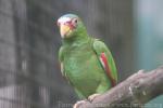 White-fronted amazon