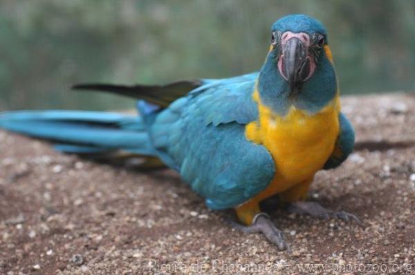 Blue-throated macaw