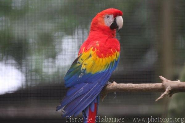 Scarlet macaw