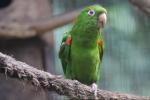 White-eyed parakeet