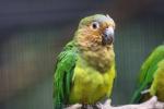 Brown-throated parakeet