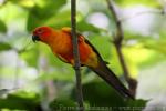 Sun parakeet