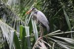 Asian grey heron