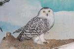 Snowy owl