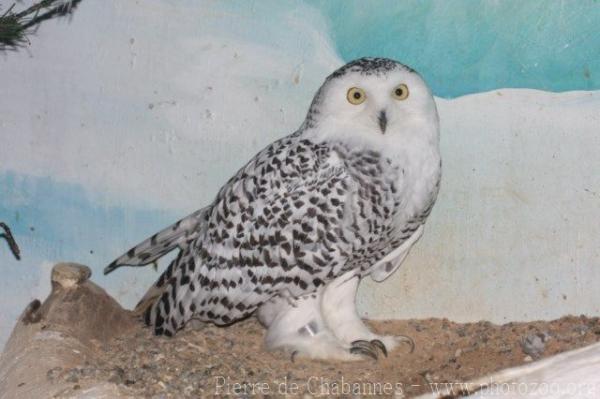 Snowy owl