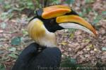 Great hornbill