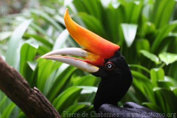 Bornean rhinoceros hornbill *