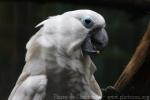 Blue-eyed cockatoo