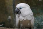 Blue-eyed cockatoo