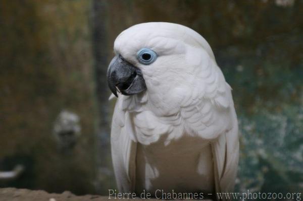 Blue-eyed cockatoo