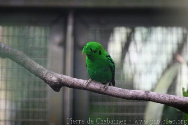 Green broadbill