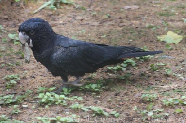 Red-tailed black-cockatoo