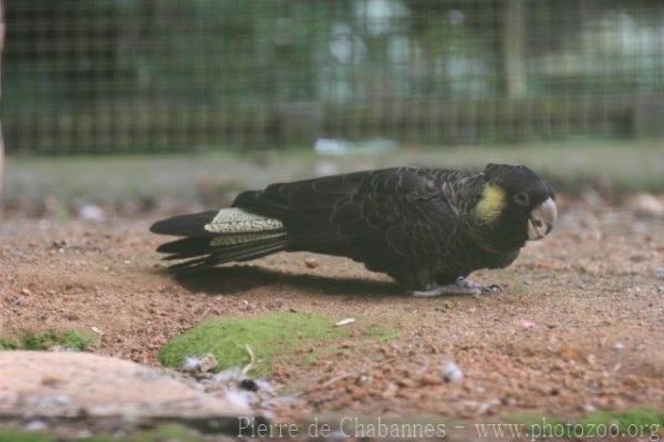 Yellow-tailed black cockatoo