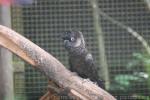 Short-billed black cockatoo