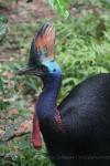 Southern cassowary