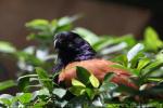 Greater coucal