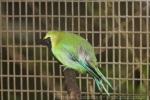 Blue-winged leafbird