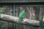 Greater green leafbird