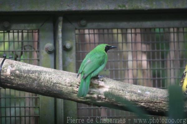 Greater green leafbird