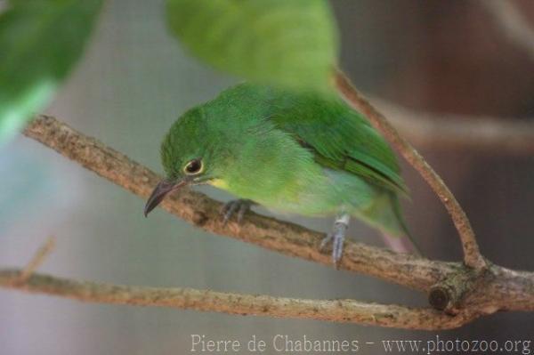 Greater green leafbird