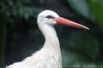 White stork