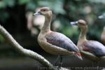 Lesser whistling-duck