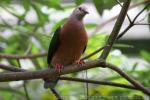 Purple-tailed imperial-pigeon