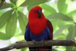 Eclectus parrot