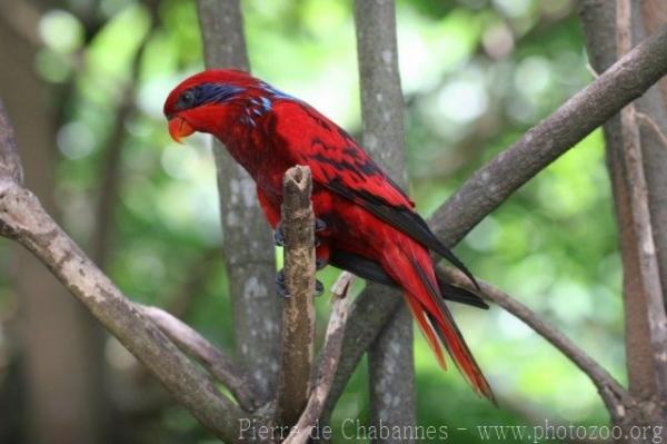 Blue-streaked lory