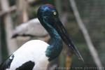 Black-necked stork