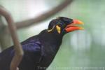 Common hill Myna