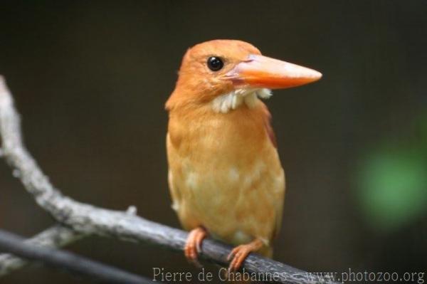 Ruddy kingfisher