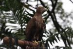 White-tailed sea-eagle