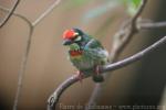 Coppersmith barbet