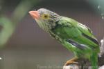 Lineated barbet