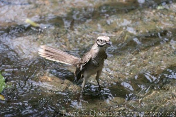 Long-tailed mockingbird