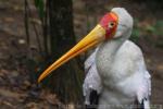 Yellow-billed stork