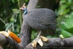 Helmeted guineafowl