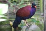 Green-naped pheasant pigeon