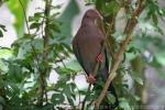 Peruvian pigeon