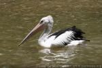 Australian pelican