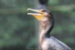 White-breasted cormorant