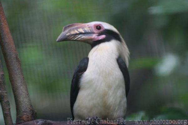 Luzon tarictic hornbill